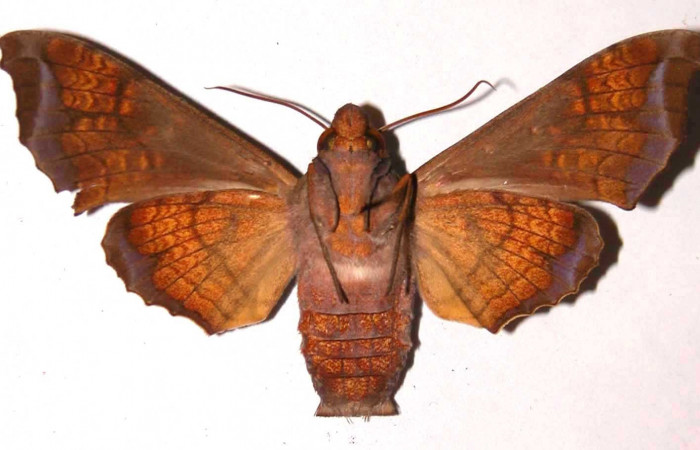 Fig. 4. Hembra de  <i>Nyceryx coffaeae</i> (Sphingidae)  vista ventral. Voucher: 01-SRNP-14543-DHJ37669.