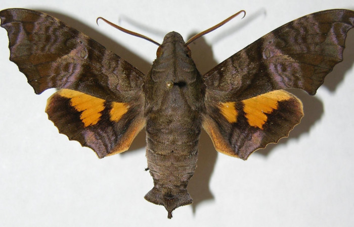 Fig. 1. Macho de  <i>Nyceryx coffaeae</i> (Sphingidae)  vista dorsal. Voucher: 06-SRNP-2302-DHJ347454.