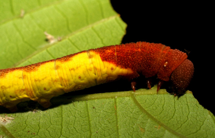 Fig. 7. Larva alimentansose,  <i>Nyceryx coffaeae</i> (Sphingidae). Voucher: 06-SRNP-2494-DHJ410370.