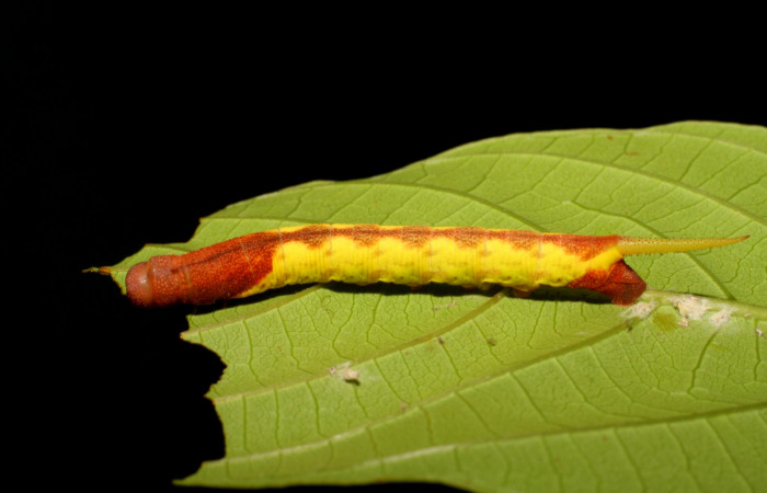 Fig. 6. Larva en tercer estadío de <i>Nyceryx coffaeae</i> (Sphingidae). Voucher: 06-SRNP-2494-DHJ410377.