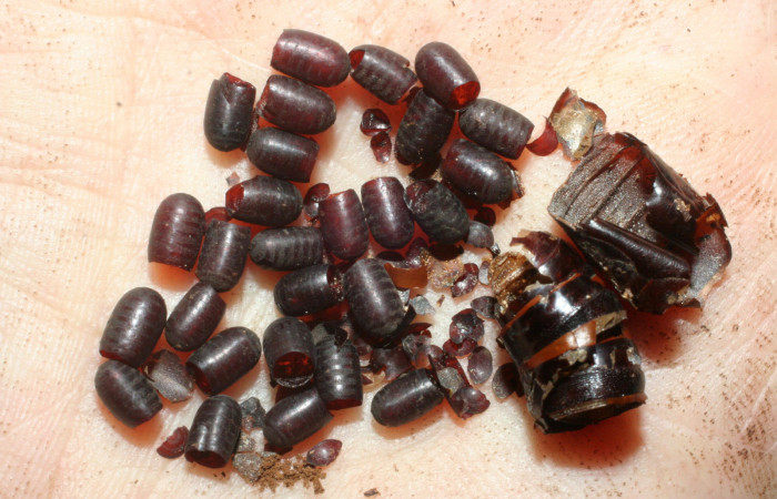 Fig. 21.  Puparios de <i>Houghia chavarriae</i> (Tachinidae) en <i>Nyceryx coffaeae</i> (Sphingidae). Voucher: 07-SRNP-58359-DHJ462010.