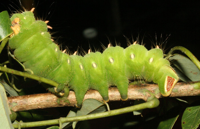 Fig. 8. Larva de <i>Eacles imperialis</i> (Saturniidae). Voucher: 11-SRNP-3953-DHJ486974