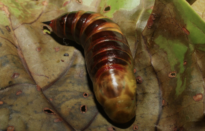 Fig. 20.  Pupa vista dorsal de <i>Nyceryx coffaeae</i> (Sphingidae). Voucher: 18-SRNP-65349-DHJ488537.