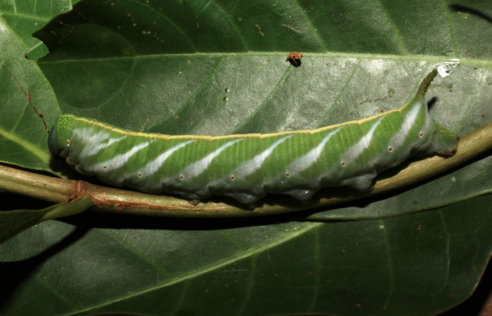 Fig. 13.Vista lateral de <i>Nyceryx coffaeae</i> (Sphingidae), comiendo <i>Chimarrhis parviflora</i> (Rubiaceae). Voucher: 18-SRNP-65396-DHJ488604.