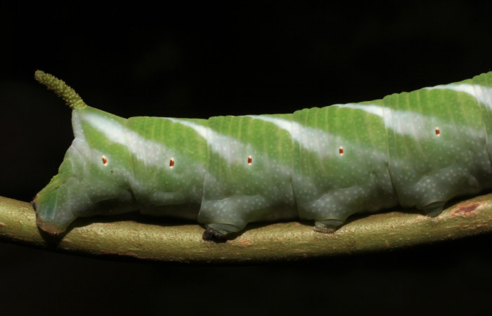 Fig. 15.Vista posterior de <i>Nyceryx coffaeae</i> (Sphingidae), comiendo <i>Chimarrhis parviflora</i> (Rubiaceae). Voucher: 18-SRNP-65396-DHJ488606.