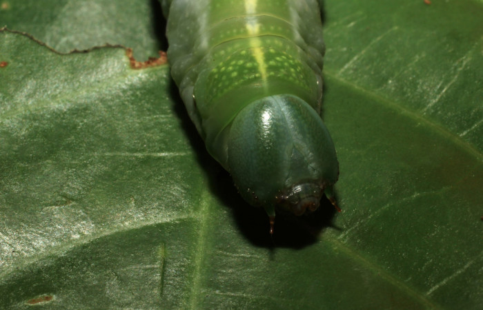 Fig. 16. Detalle cabeza de  <i>Nyceryx coffaeae</i> (Sphingidae). Voucher: 18-SRNP-65396-DHJ488607.