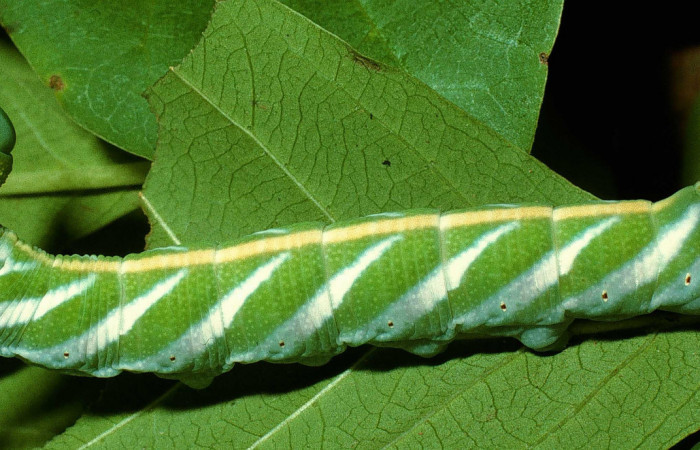 Fig. 14.Vista dorsal de <i>Nyceryx coffaeae</i> (Sphingidae), comiendo <i>Calycophyllum candidissimum</i> (Rubiaceae). Voucher: 95-SRNP-6312-DHJ23952.