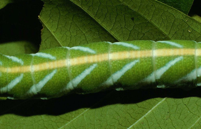 Fig. 12. Larva en último estadío de <i>Nyceryx coffaeae</i> (Sphingidae). Voucher: 95-SRNP-6312-DHJ23954.