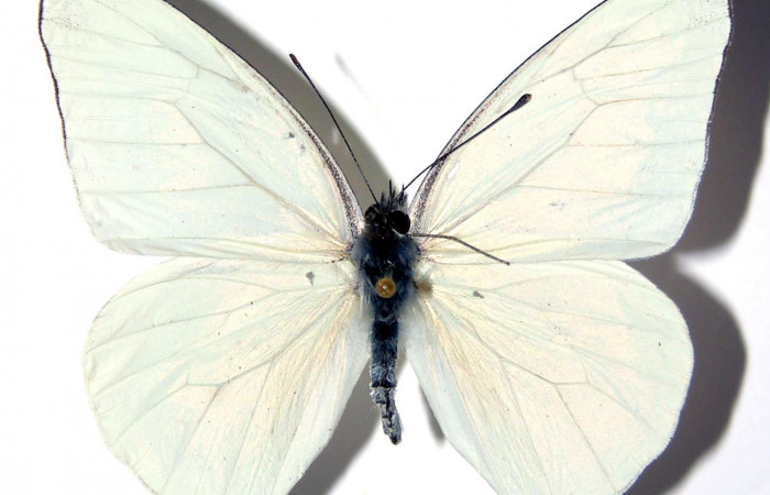 Figura 13. Adulto <i>Glutophrissa tenuis</i> (Pieridae), macho posición dorsal. Sector Santa Rosa. 02-SRNP-15467-DHJ98236.