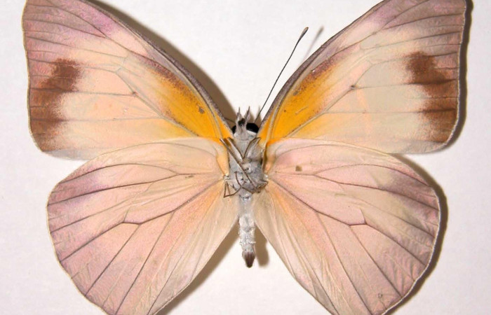 Figura 12. Adulto <i>Glutophrissa tenuis</i> (Pieridae), hembra posición ventral. Sector Santa Rosa. 02-SRNP-15775-DHJ34731.