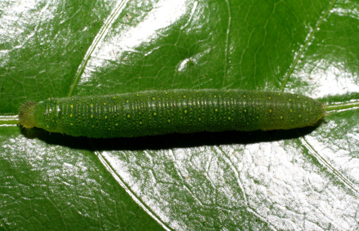 Figura 2. Larva <i>Glutophrissa tenuis</i> (Pieridae). Posición dorsal entero en la hoja de la planta de <i>Dichapetalum morenoi</i> (Dichapetalaceae). El Hacha, Los Almendros.. 08-SRNP-20421- DHJ435641.jpg.