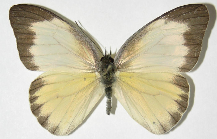 Figura 1. Adulto <i>Glutophrissa tenuis</i> (Pieridae), Sector Santa Rosa. 09-SRNP-21611- DHJ518980.