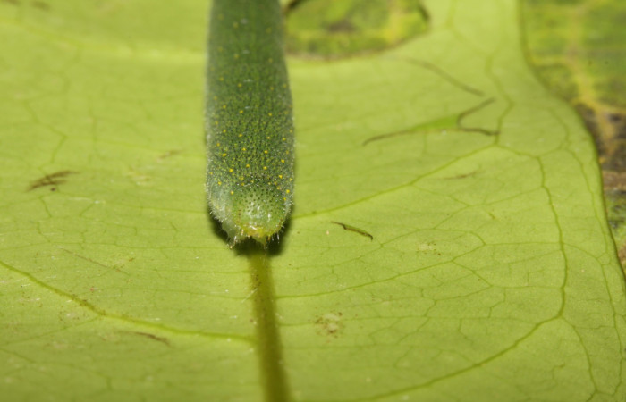 Figura 5. Larva <i>Glutophrissa tenuis</i> (Pieridae). Posición cabeza en la hoja de la planta de <i>Drypetes standleyi </i>(Putranjivaceae). El Hacha, Los Almendros. 13-SRNP-30654- DHJ700811.jpg.