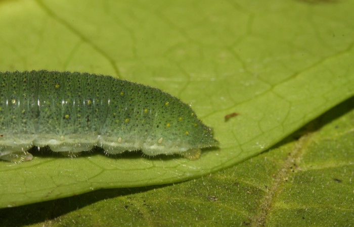 Figura 6. Larva <i>Glutophrissa tenuis</i> (Pieridae). Posición lateral cola en la hoja de la planta de <i>Drypetes standleyii</i> (Putranjivaceae). El Hacha, Los Almendros.. 13-SRNP-30654- DHJ700812.jpg.