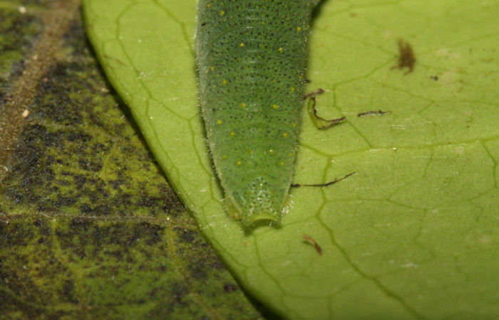 Figura 7. Larva <i>Glutophrissa tenuis</i> (Pieridae). Posición cola en la hoja de la planta de <i>Drypetes standleyi</i> (Putranjivaceae). El Hacha, Los Almendros.. 13-SRNP-30654- DHJ700814.jpg.