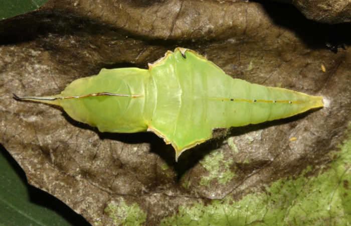Figura 8. Pupa <i>Glutophrissa tenuis</i> (Pieridae). Pupa posición dorsal. 13-SRNP-30654- DHJ700817.jpg.