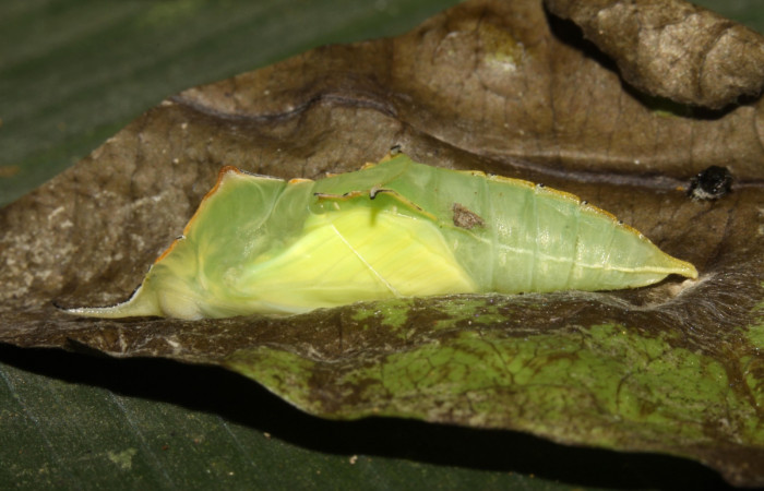 Figura 10. Pupa <i>Glutophrissa tenuis</i> (Pieridae). Pupa posición lateral. 13-SRNP-30654- DHJ700821.jpg.