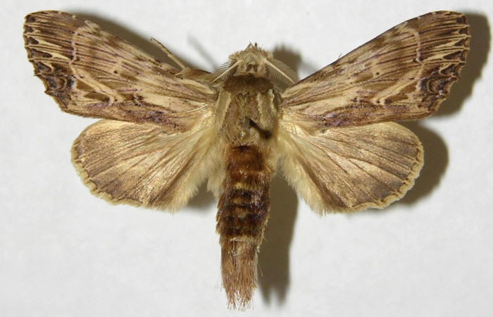 Figura 20. Adulto de <i>Xylodonta patrickgoodwilliei</i> (Notodontidae), macho vista dorsal, localidad Río Blanco Abajo, Sector San Cristóbal ACG (500m). Voucher: 00-SRNP-11319-DHJ310230.jpg.