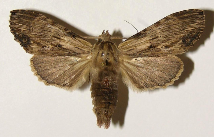 Figura 17. Adulto de <i>Xylodonta terrena</i> (Notodontidae), hembra vista dorsal, localidad Pasmompa, Sector Pitilla ACG (440m). Voucher: 04-SRNP-33270-DHJ301488.jpg. 