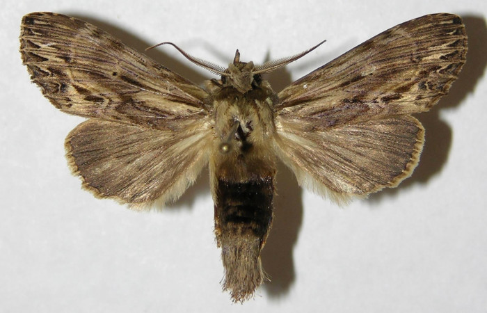 Figura 4. Adulto de <i>Xylodonta markvanputteni</i> (Notodontidae), macho vista dorsal, localidad Cementerio Viejo, Sector San Cristóbal ACG (570m). Voucher: 04-SRNP-60205-DHJ310202.jpg.