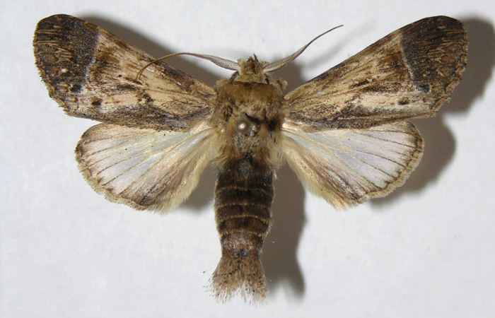 Figura 10. Adulto de <i>Xylodonta guarana</i> (Notodontidae), macho vista dorsal, localidad Area Administrativa, Sector Santa Rosa ACG (295m). Voucher: 05-SRNP-60573-DHJ330994.jpg.