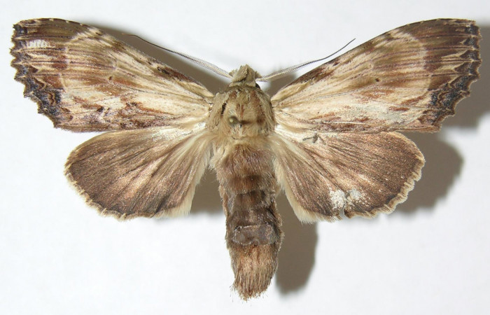 Figura 6. Adulto de <i>Xylodonta markvanputteni</i> (Notodontidae), hembra vista dorsal, localidad Finca San Gabriel, Sector San Cristóbal ACG (645m). Voucher: 08-SRNP-1548-DHJ398600.jpg.