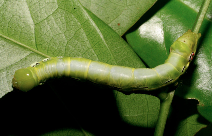 Figura 9. Larva <i>Xylodonta guarana</i> (Notodontidae), último estadío (U) vista dorsal, localidad Quebrada Lajosa, Sector Del Oro ACG (400m). Voucher: 08-SRNP-21930-DHJ438308.jpg.