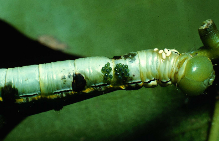 Figura 13. Larva <i>Xylodonta guarana</i> (Notodontidae), vista huevos de <i>Winthemia</i> Wood24 (Tachinidae), localidad Sendero Natural, Sector Santa Rosa ACG (290m). Voucher: 90-SRNP-2481-DHJ13672.jpg.
