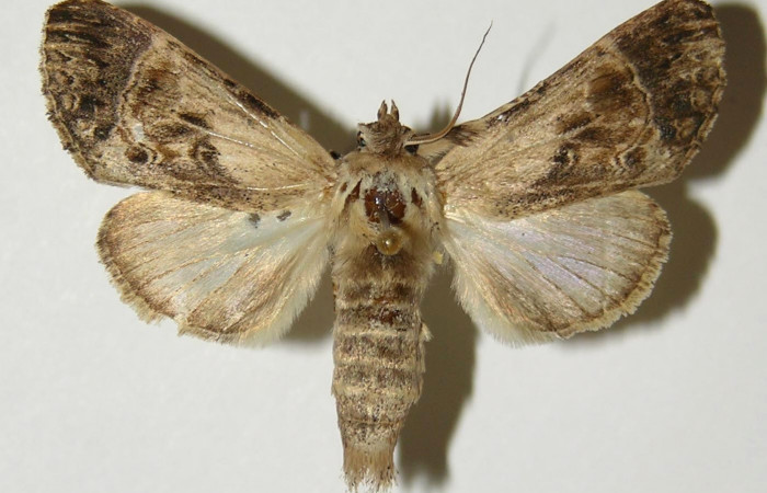 Figura 11. Adulto de <i>Xylodonta guarana</i> (Notodontidae), hembra vista dorsal, localidad Area Administrativa, Sector Santa Rosa ACG (295m). Voucher: 96-SRNP-10159-DHJ300660.jpg.