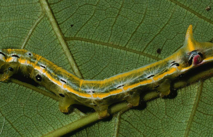 Figura 3. Larva <i>Xylodonta markvanputteni</i> (Notodontidae), último estadío (U) vista lateral, localidad Sendero Pinyal, Sector San Cristóbal ACG (630m). Voucher: 99-SRNP-5630-DHJ51254.jpg.