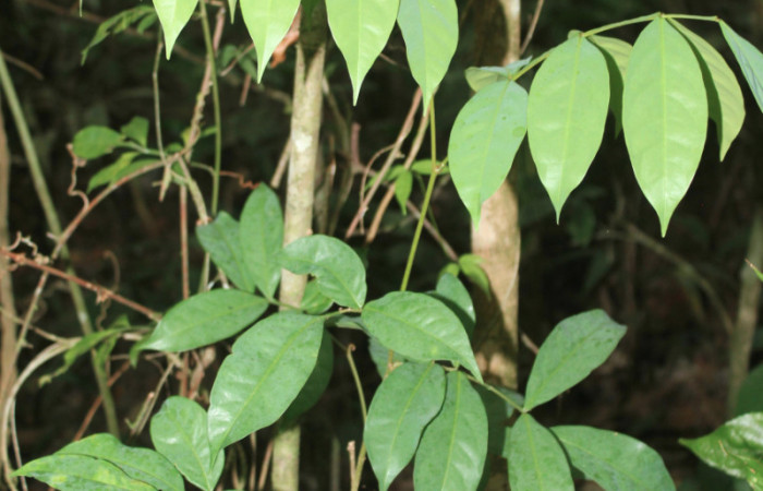 Figura 23. Planta hospedera de <i>Xylodonta markvanputteni</i> (Notodontidae), esta planta se llama <i>Swartzia nicaraguensis</i> (Fabaceae), localidad Medrano Estación Biológica Quica, Sector Pitilla ACG (380m). Foto: Ricardo Calero, 21 Abril 2020.