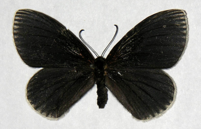 Figura 11. Adulto hembra de <i>Hades noctula</i> (Riodinidae) vista dorsal. Voucher 01-SRNP-2576-DHJ321404.jpg.
