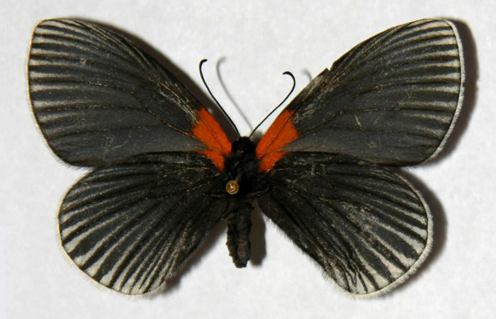 Figura 12. Adulto hembra de <i>Hades noctula</i> (Riodinidae) vista ventral. Voucher 01-SRNP-2576-DHJ321405.jpg.