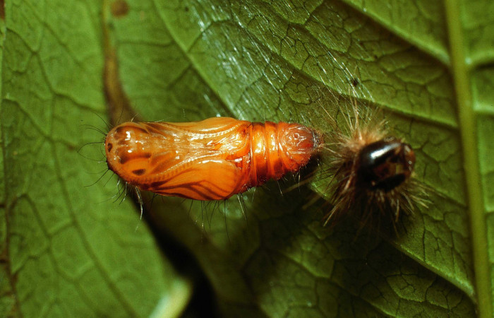 Figura 8. Pupa de <i>Hades noctula</i> (Riodinidae), posición ventral, Sector San Cristóbal, Río Blanco Abajo. Voucher  02-SRNP-3673-DHJ67407.jpg.