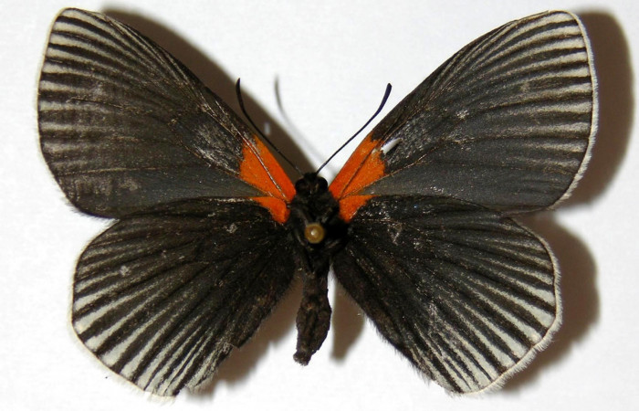 Figura 1. <i>Hades noctula</i>  (Riodinidae) adulto hembra, vista ventral. Voucher 02-SRNP-5782.12-DHJ320971.jpg
