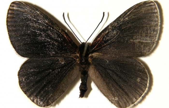 Figura 13. Adulto macho de <i>Hades noctula</i> (Riodinidae) vista dorsal. Voucher 02-SRNP-5782.36-DHJ91886.jpg.