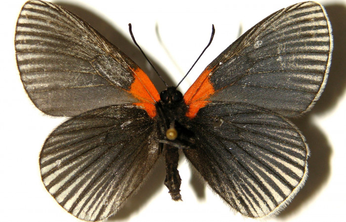 Figura 14. Adulto hembra de <i>Hades noctula</i> (Riodinidae) vista ventral. Vouche 02-SRNP-5782.36-DHJ91887.jpg.