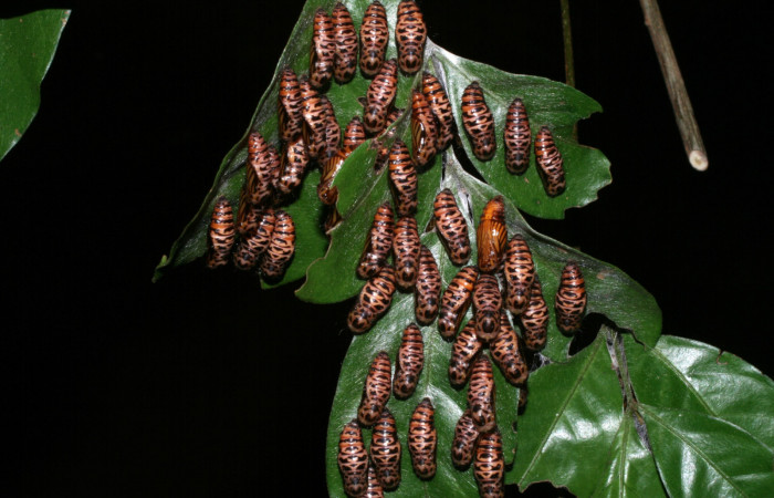 Figura 10. Pupas de <i>Hades noctula</i> (Riodinidae). La Perla, Estación Santa María. Voucher 08-SRNP-58329-DHJ449811.jpg.