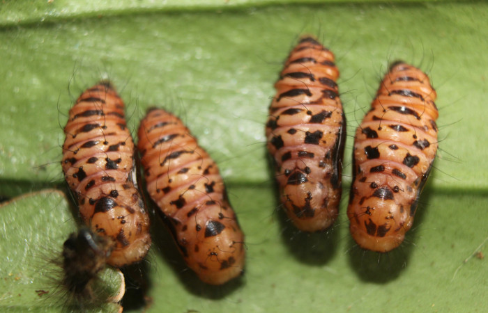 Figura 5. Pupas de <i>Hades noctula</i> (Riodinidae), posición dorsal, Estación Quica, Bullas. Voucher 15-SRNP-70559-DHJ727085.jpg.