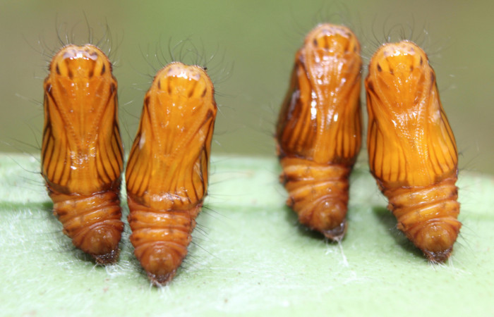 Figura 6. Pupas de <i>Hades noctula</i>  (Riodinidae), posición ventral, Estación Quica, Bullas. Voucher 15-SRNP-70559-DHJ727086.jpg.