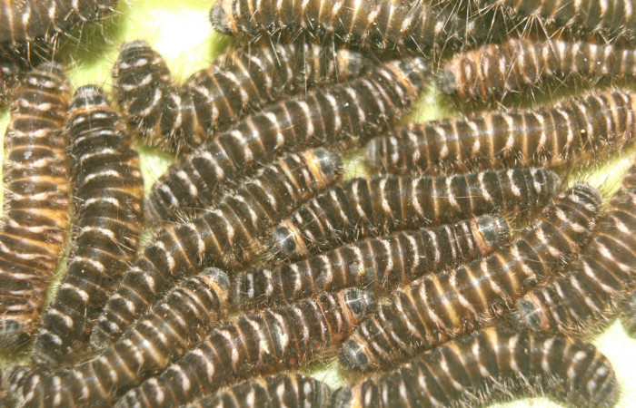 Figura 4. <i>Hades noctula</i>  (Riodinidae), último estadio, posición dorsal, Estación Quica, Bullas. Voucher 15-SRNP-70584-DHJ727113.jpg.