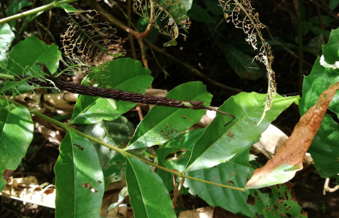 Figura 16. Planta <i>Tapirira mexicana</i> hospedera de <i>Hades noctula</i> (Riodinidae). Sector San Cristóbal, Río Blanco Abajo. Foto. Gloria Sihezar 14 Mayo 2020.
