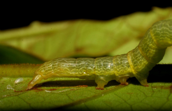 Figura 10.Lateral posterior <i>Ceromacra</i> Poole02 (Erebidae).Sector San Cristobal, Sendero Huerta, (elevación 527 metros). Colectada 7 enero 2006.(06-SRNP-93-DHJ409356.jpg).
