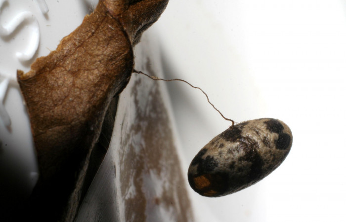 Figura 13. Capullo de parásito <i>Charops</i> GauldF2 (Ichneumonidae), de la larva <i>Ceromacra</i> Poole02, (Erebidae).Sector Pitilla, Pasmompa, (elevación 440metros). 24 setiembre 2005. (05-SRNP-34110-DHJ415485.jpg).