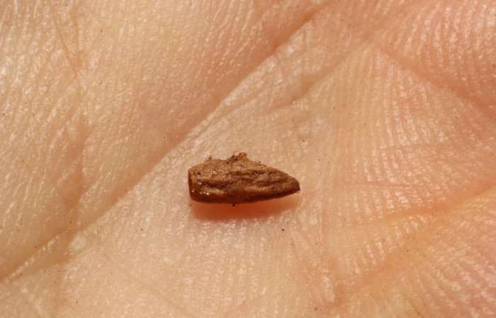 Figura 14. Capullo de parásito <i>Snellenius donstonei</i> (Braconidae), de la larva <i>Ceromacra</i> Poole02, (Erebidae).Sector Pitilla, Amonias, (elevación 390 metros). 16 agosto 2012. (12-SRNP-31212-DHJ804200.JPG).