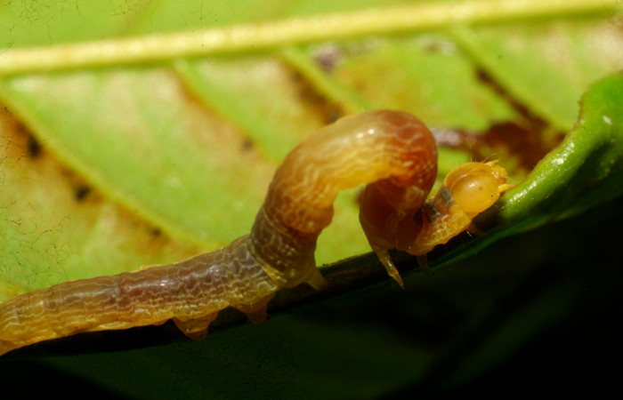Fig. 15 Dorsal central <i>Ceromacra</i> Poole02 (Erebidae), alimentándose en <i>Guatteria amplifolia</i> (Annonaceae).Sector Pitilla, Pasmompa, (elevación 440 metros).Colectada 23 Junio 2008 (08-SRNP-31420-DHJ440474.JPG).