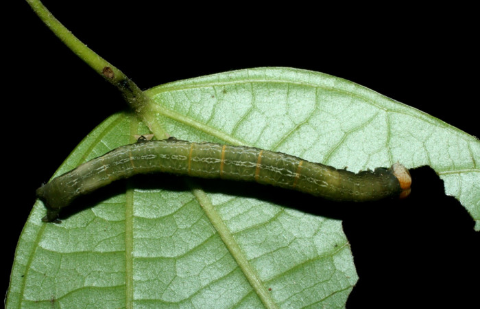 Fig. 16.Dorsal entero <i>Ceromacra</i> fuligineaDHJ02 (Erebidae), alimentándose en <i>Abuta panamensis</i> (Menispermaceae).Sector Pitilla, Canita, (elevación 480 metros). Colectada 16 Junio 2009.(09-SRNP-70920-DHJ457546.JPG).