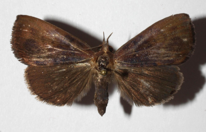 Figura 17. Adulto de <i>Ceromacra</i> Poole02 (Erebidae).Posición dorsal.(17-SRNP-2206-DHJ937284.jpg).