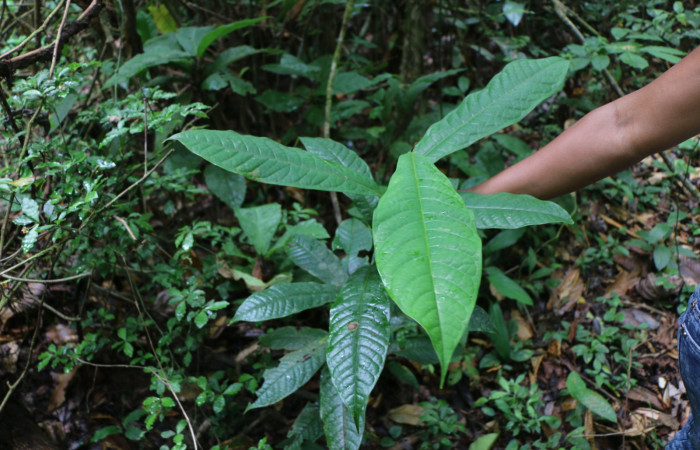 Figura 21. Planta hospedera de larva <i>Ceromacra</i> Poole02, (Erebidae). <i>Guatteria diospyroides</i>, (Annonaceae), posición hojas. Foto Ana Córdoba, 5 Mayo 2020.