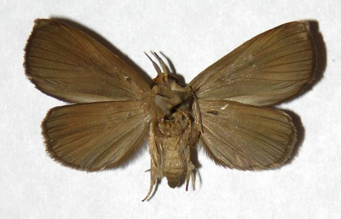Figura 2. Adulto de <i>Ceromacra</i> Poole02 (Erebidae).Posición vista ventral. (03-SRNP-9314-DHJ322105.jpg).